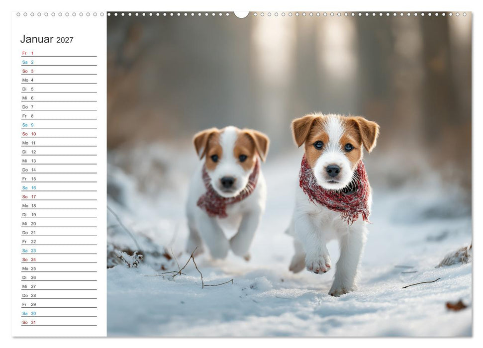 Jack Russell Terrier (CALVENDO Wandkalender 2027)