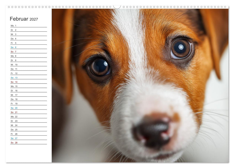 Jack Russell Terrier (CALVENDO Wandkalender 2027)