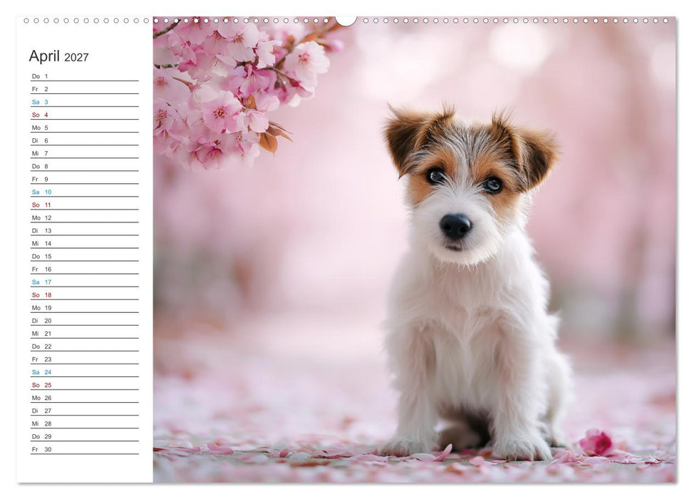 Jack Russell Terrier (CALVENDO Wandkalender 2027)