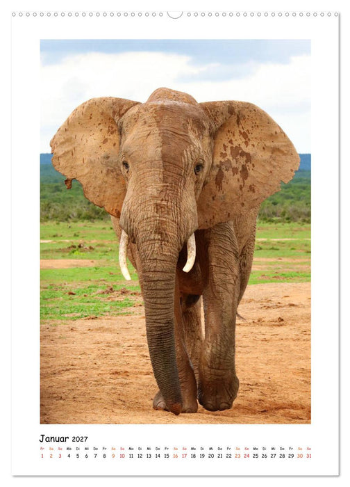 SÜDAFRIKA - WILDTIERE IM PORTRAIT (CALVENDO Wandkalender 2027)