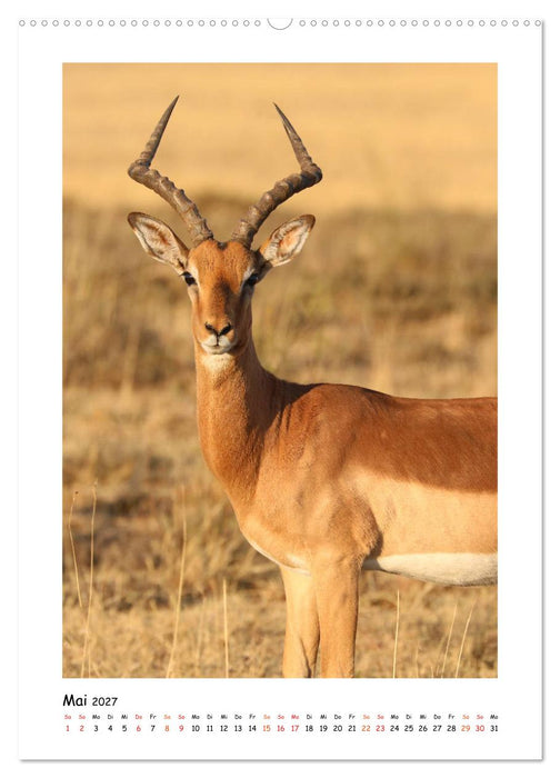 SÜDAFRIKA - WILDTIERE IM PORTRAIT (CALVENDO Wandkalender 2027)