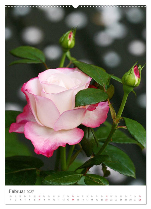 Glücklich mit Rosen (CALVENDO Premium Wandkalender 2027)
