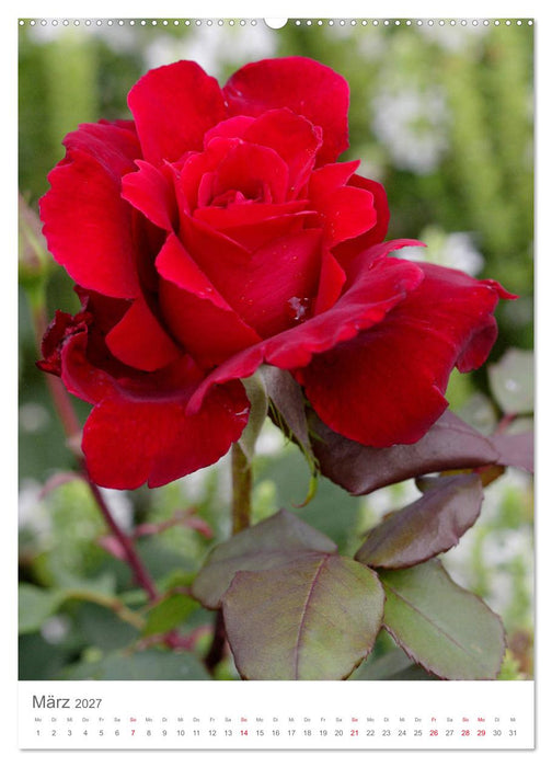 Glücklich mit Rosen (CALVENDO Premium Wandkalender 2027)