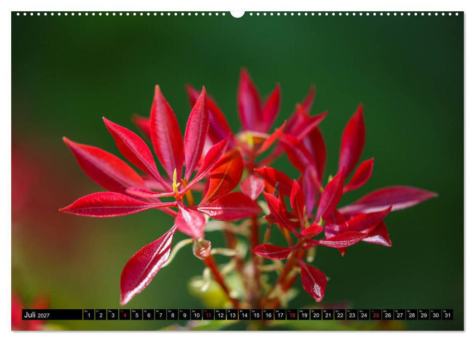 Kleine Blumen ganz groß (CALVENDO Premium Wandkalender 2027)