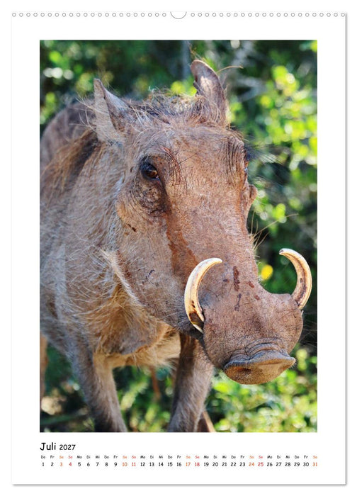 SÜDAFRIKA - WILDTIERE IM PORTRAIT (CALVENDO Premium Wandkalender 2027)