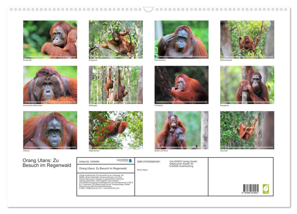 Orang Utans: Zu Besuch im Regenwald (CALVENDO Wandkalender 2027)