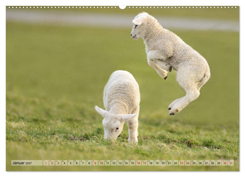 Springende Lämmer: Lebensfreude pur (CALVENDO Wandkalender 2027)