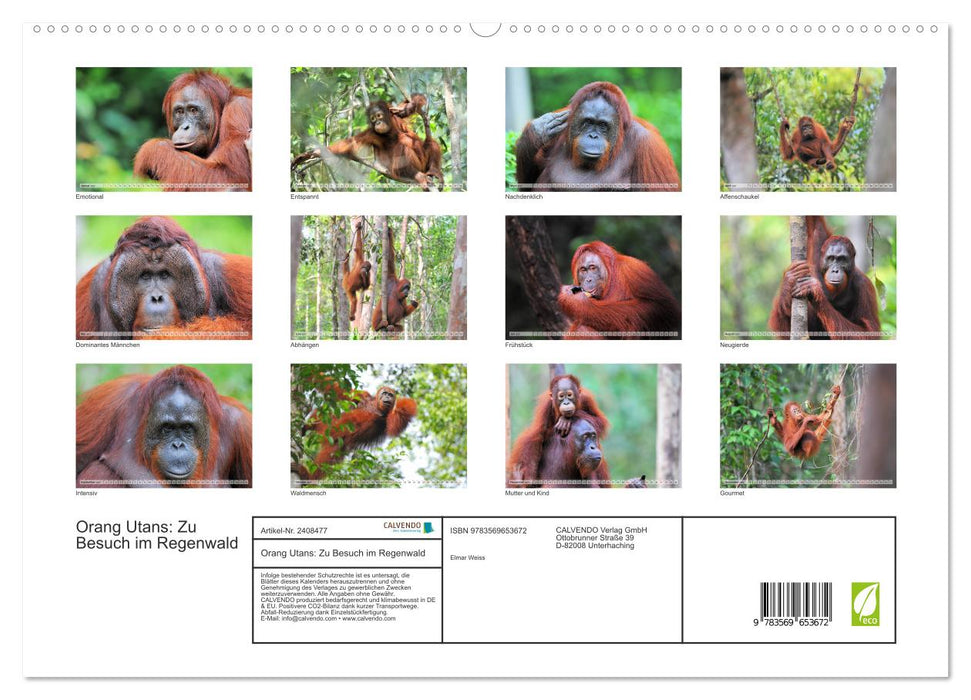 Orang Utans: Zu Besuch im Regenwald (CALVENDO Premium Wandkalender 2027)
