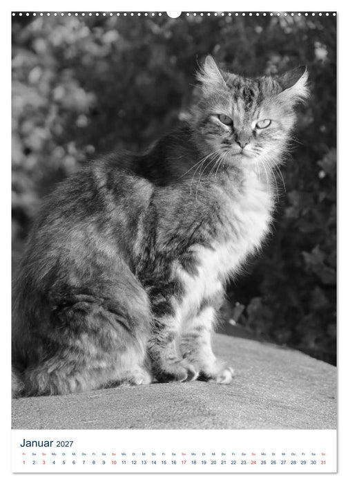 Wilde Katzen - Korsikas Samtpfoten (CALVENDO Premium Wandkalender 2027)