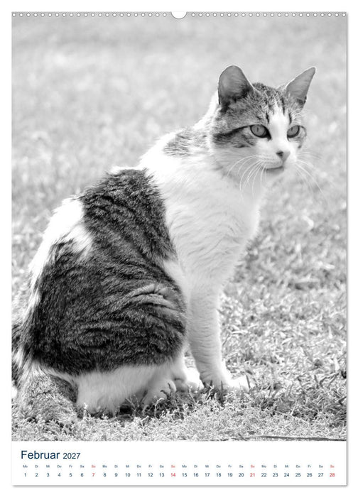 Wilde Katzen - Korsikas Samtpfoten (CALVENDO Premium Wandkalender 2027)
