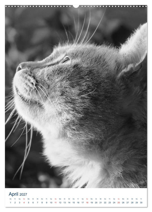 Wilde Katzen - Korsikas Samtpfoten (CALVENDO Premium Wandkalender 2027)