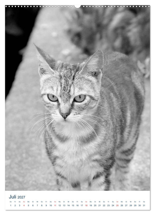 Wilde Katzen - Korsikas Samtpfoten (CALVENDO Premium Wandkalender 2027)