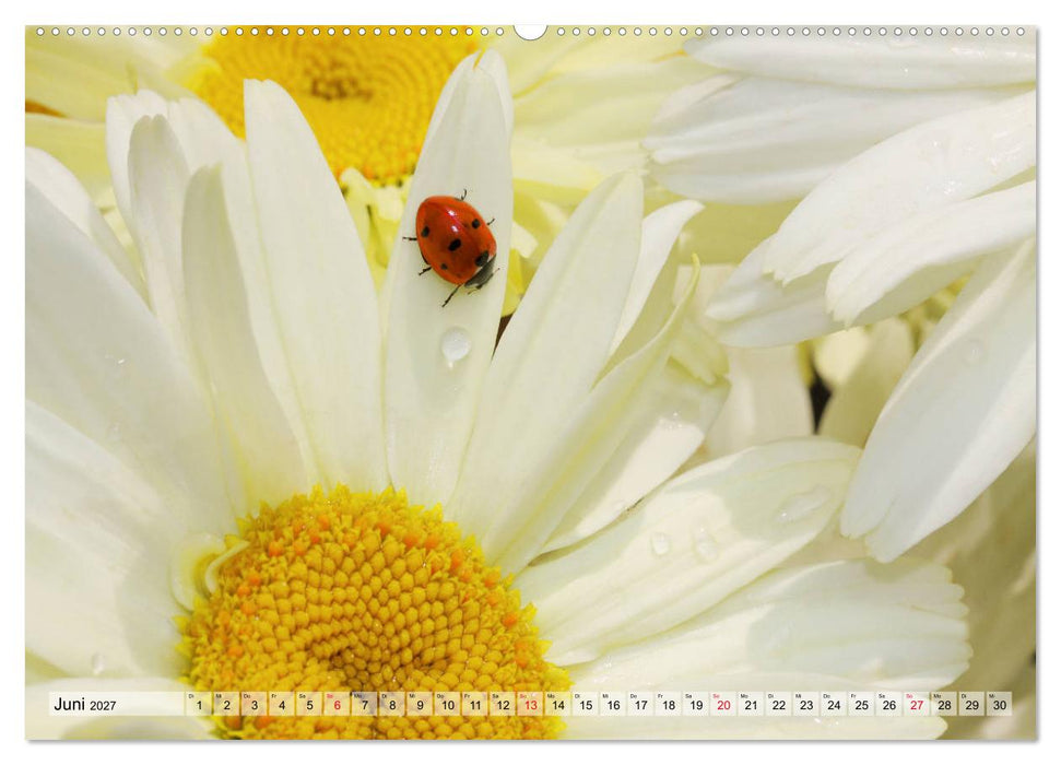 Es blüht im Sommer (CALVENDO Wandkalender 2027)