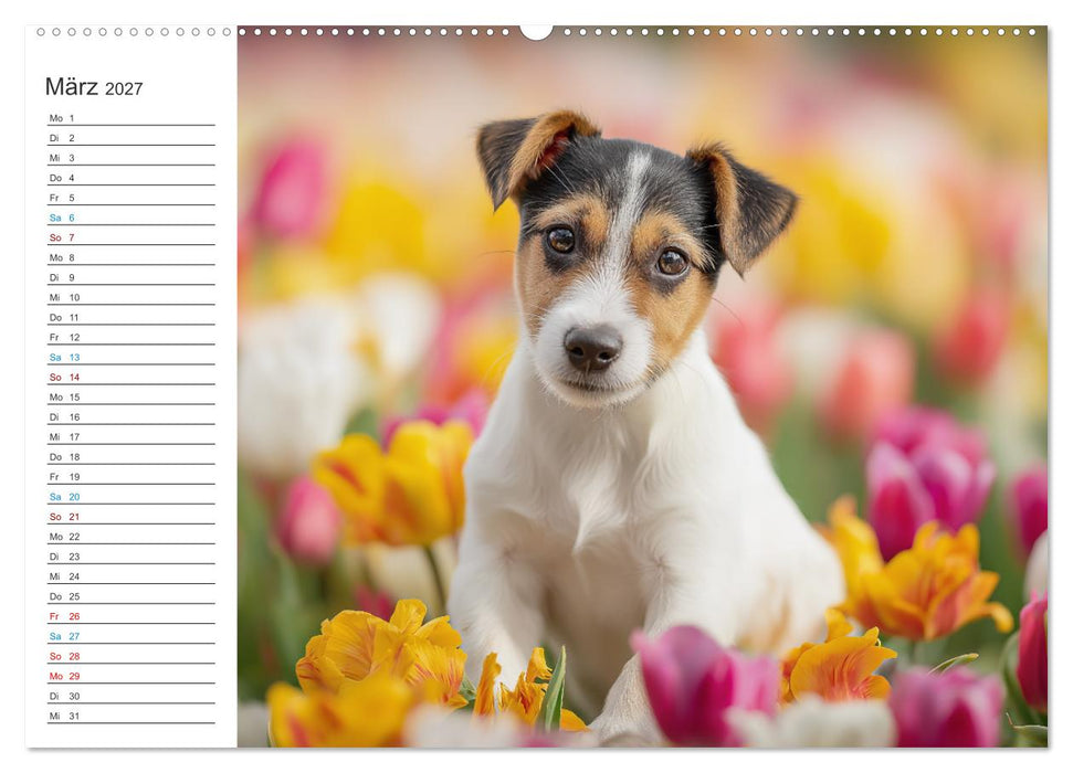 Jack Russell Terrier (CALVENDO Premium Wandkalender 2027)