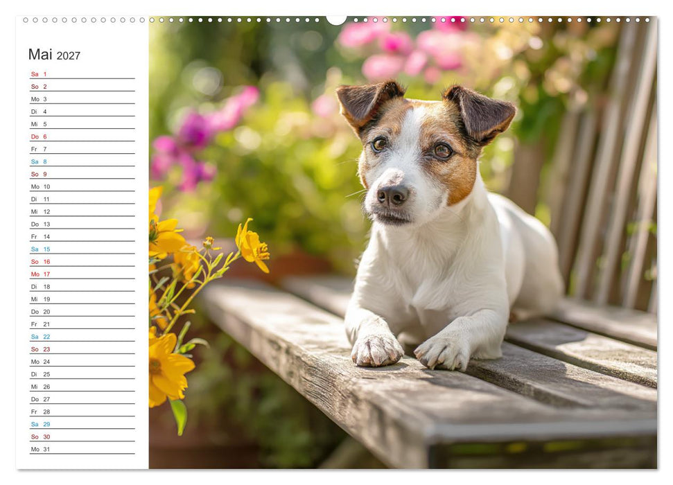 Jack Russell Terrier (CALVENDO Premium Wandkalender 2027)