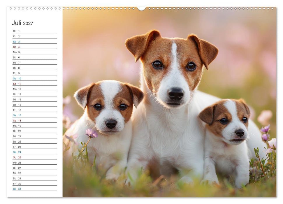 Jack Russell Terrier (CALVENDO Premium Wandkalender 2027)