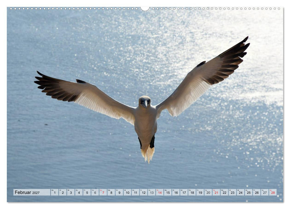 Schöne Basstölpel (CALVENDO Premium Wandkalender 2027)