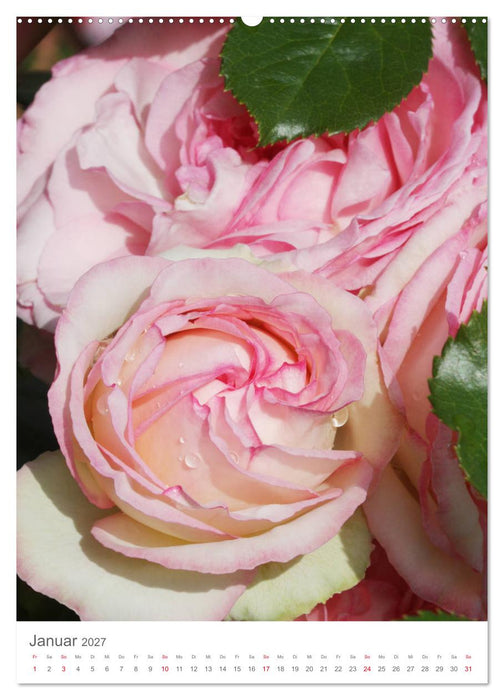 Glücklich mit Rosen (CALVENDO Wandkalender 2027)