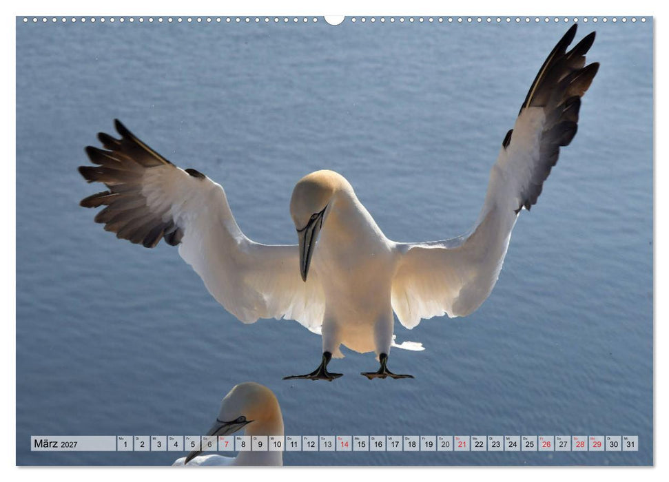 Schöne Basstölpel (CALVENDO Wandkalender 2027)