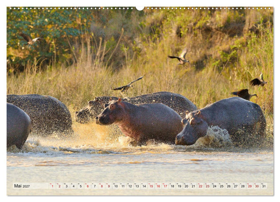 Faszination Afrika: Flusspferde (CALVENDO Wandkalender 2027)