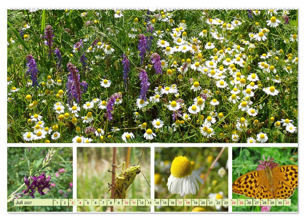Blütenmeer am Wegesrand (CALVENDO Premium Wandkalender 2027)