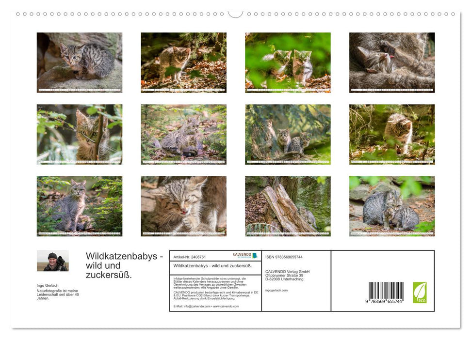 Wildkatzenbabys - wild und zuckersüß. (CALVENDO Premium Wandkalender 2027)