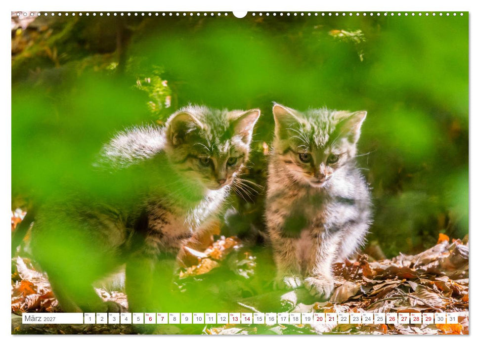 Wildkatzenbabys - wild und zuckersüß. (CALVENDO Premium Wandkalender 2027)