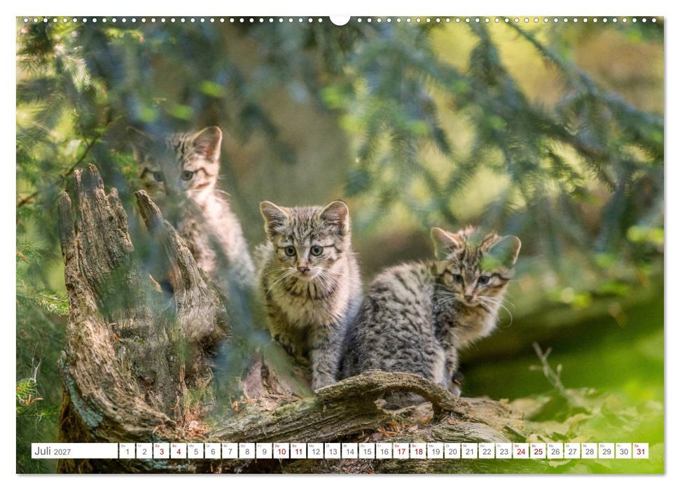 Wildkatzenbabys - wild und zuckersüß. (CALVENDO Premium Wandkalender 2027)