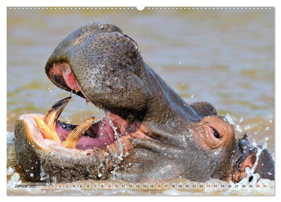 Faszination Afrika: Flusspferde (CALVENDO Premium Wandkalender 2027)