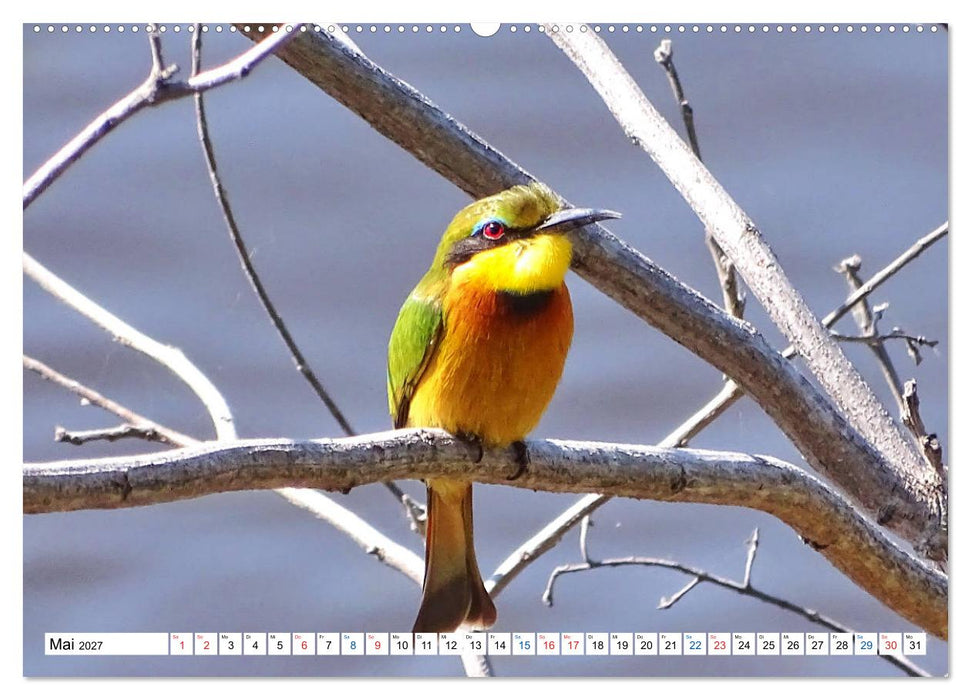 Namibia, Faszination Wüste und Tierwelt (CALVENDO Wandkalender 2027)