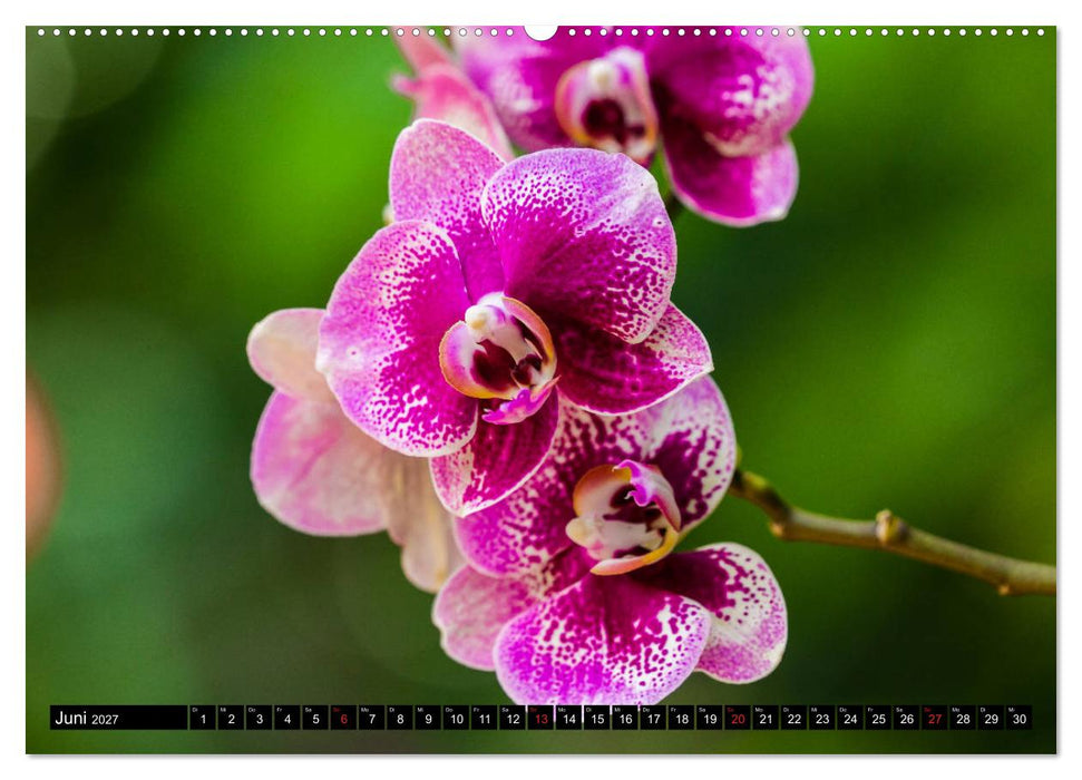 Kleine Blumen ganz groß (CALVENDO Wandkalender 2027)