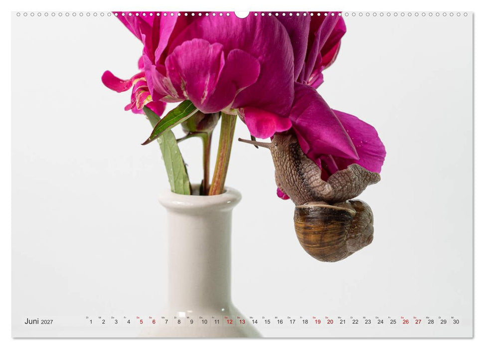 Schnecken im Studio (CALVENDO Premium Wandkalender 2027)