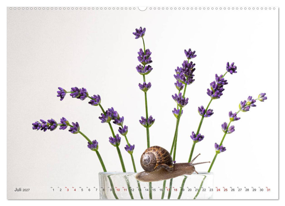 Schnecken im Studio (CALVENDO Premium Wandkalender 2027)
