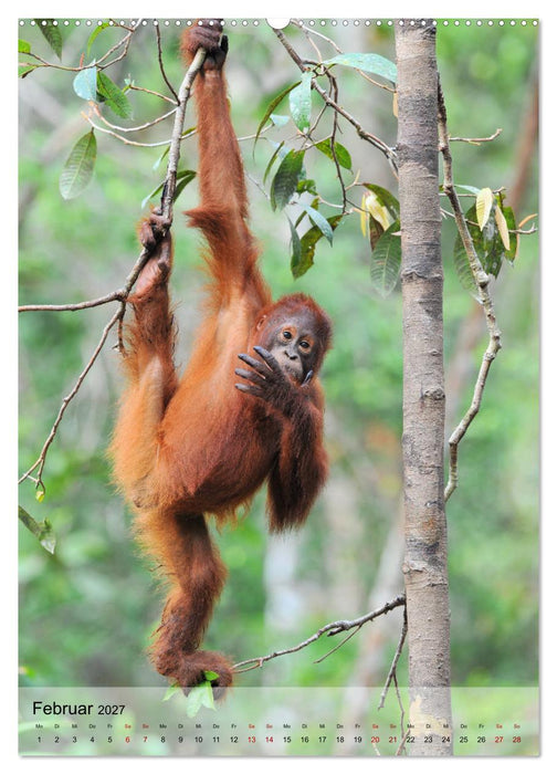 Orang Utans aus Borneo (CALVENDO Premium Wandkalender 2027)