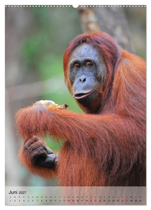 Orang Utans aus Borneo (CALVENDO Premium Wandkalender 2027)