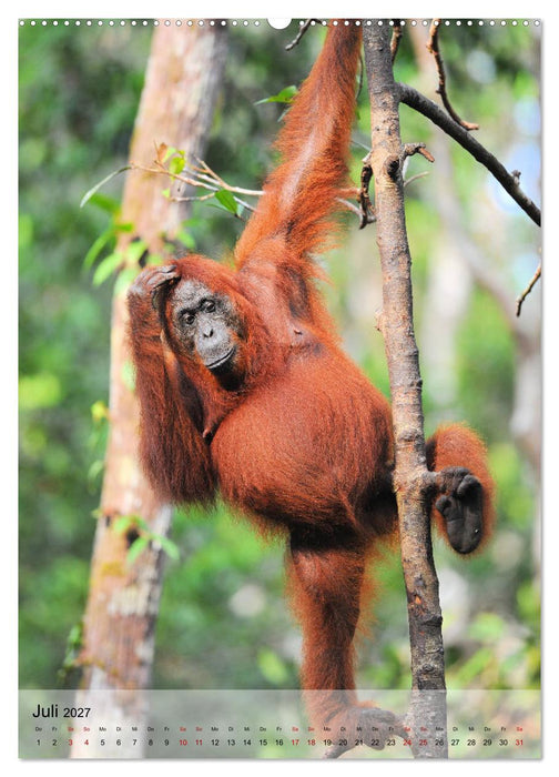 Orang Utans aus Borneo (CALVENDO Premium Wandkalender 2027)
