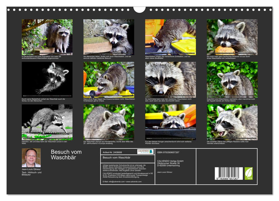 Besuch vom Waschbär (CALVENDO Wandkalender 2027)