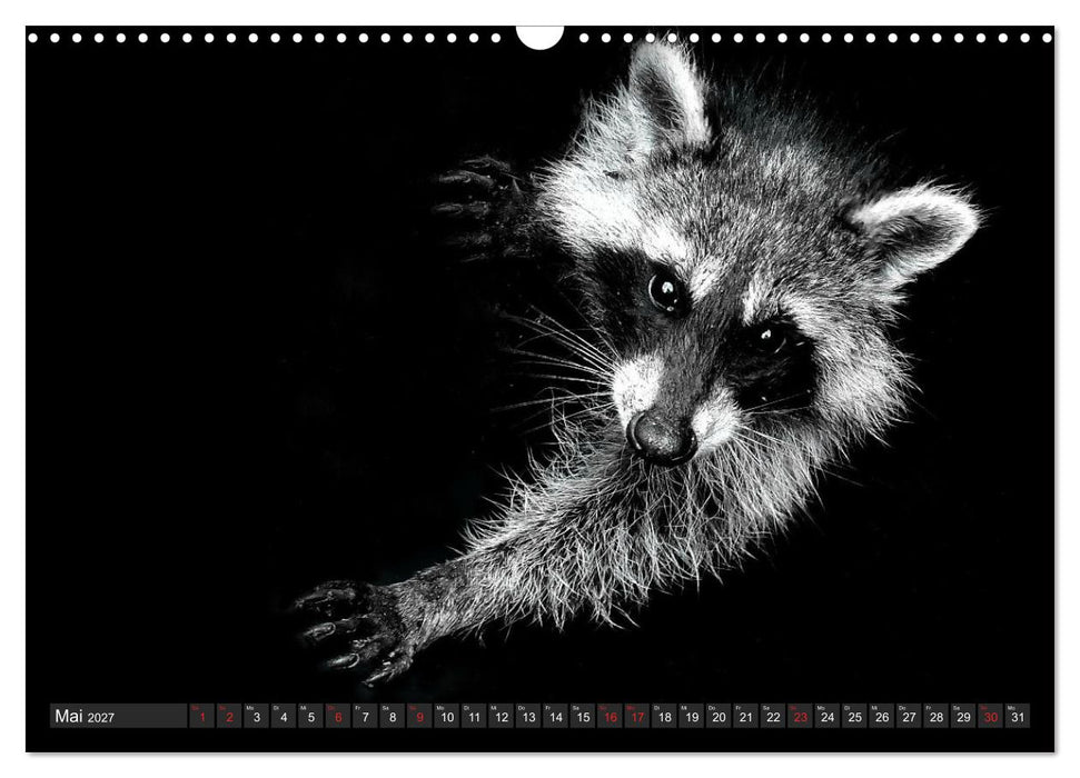 Besuch vom Waschbär (CALVENDO Wandkalender 2027)
