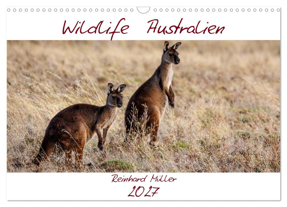 Wildlife Australien (CALVENDO Wandkalender 2027)