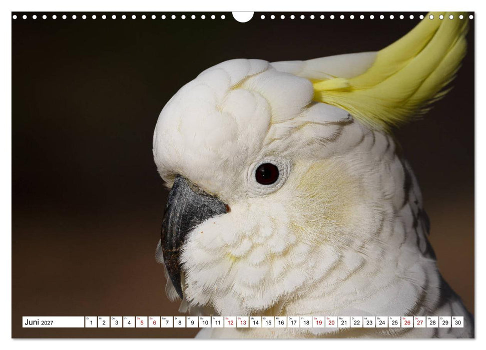 Wildlife Australien (CALVENDO Wandkalender 2027)