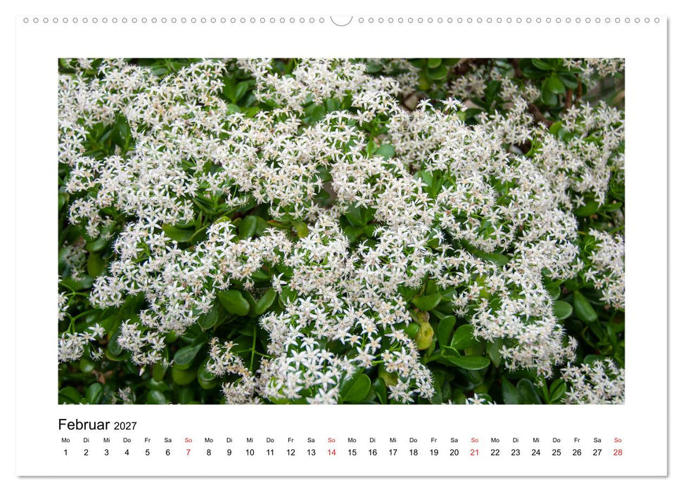 Kakteen und Sukkulenten (CALVENDO Premium Wandkalender 2027)
