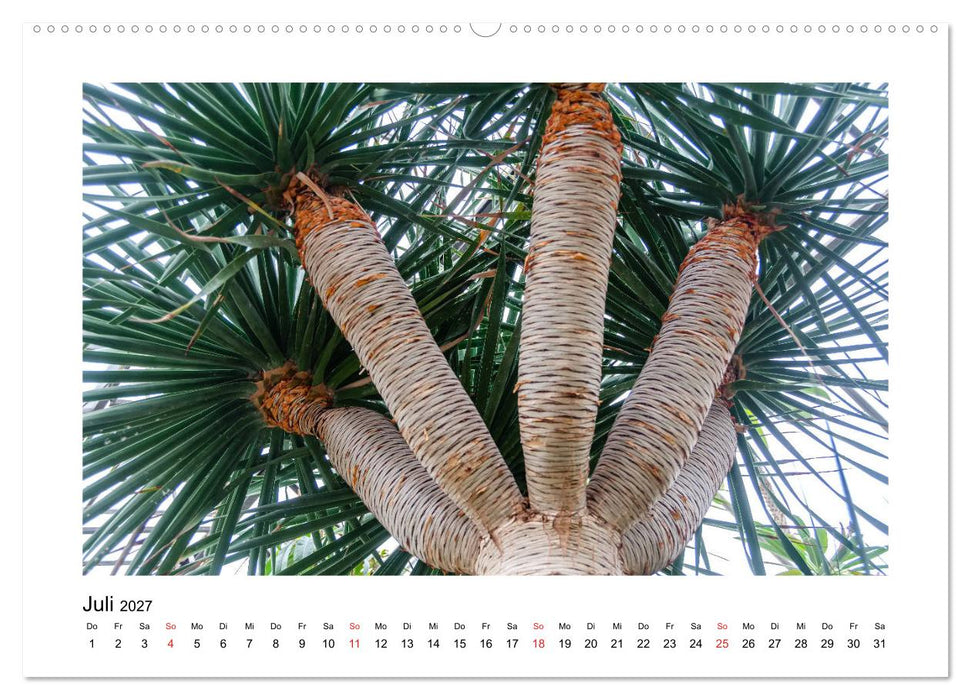Kakteen und Sukkulenten (CALVENDO Premium Wandkalender 2027)