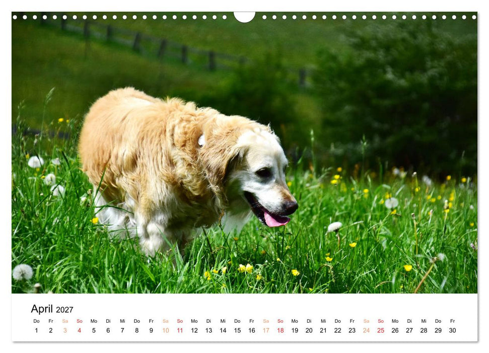 Eine treue Hundeseele - Golden Retriever (CALVENDO Wandkalender 2027)