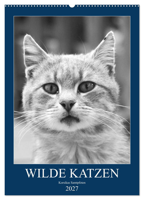 Wilde Katzen - Korsikas Samtpfoten (CALVENDO Wandkalender 2027)