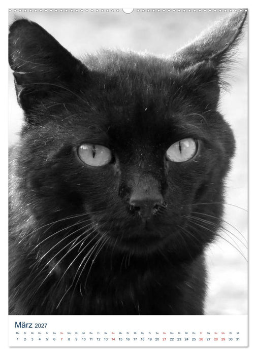 Wilde Katzen - Korsikas Samtpfoten (CALVENDO Wandkalender 2027)
