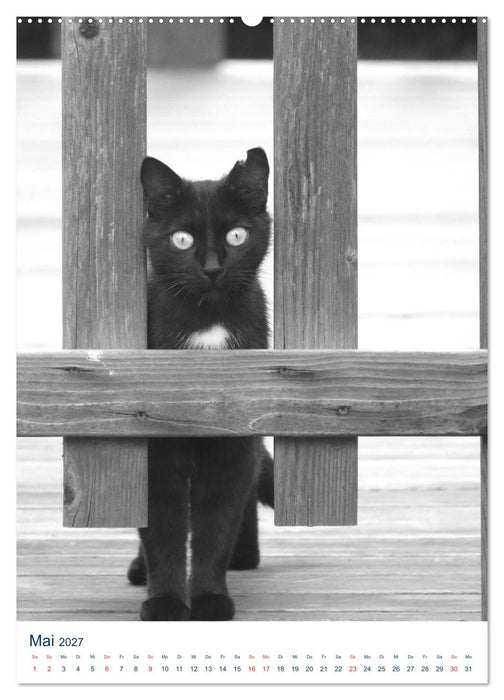 Wilde Katzen - Korsikas Samtpfoten (CALVENDO Wandkalender 2027)
