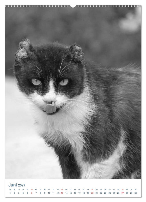 Wilde Katzen - Korsikas Samtpfoten (CALVENDO Wandkalender 2027)