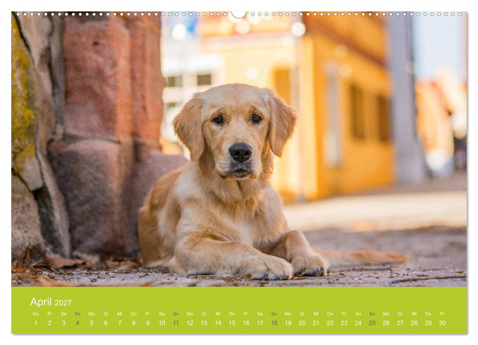 Traumschnauzen (CALVENDO Premium Wandkalender 2027)