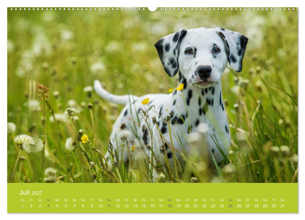Traumschnauzen (CALVENDO Premium Wandkalender 2027)