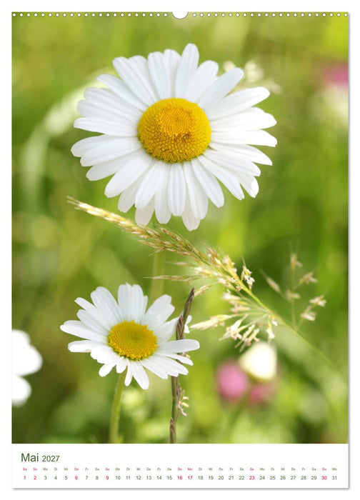 Frühsommer Blütenschätze (CALVENDO Premium Wandkalender 2027)